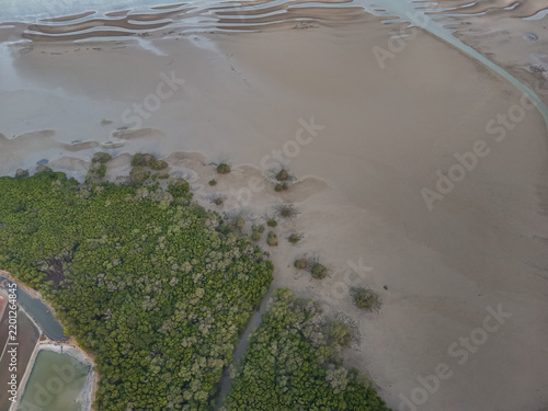 Obraz na płótnie Aerial view of green mangrove forest on coastal mudflat during low tide