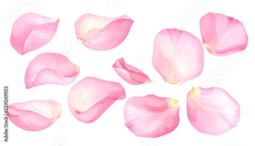 Scattered rose petals with pink hues, digitally illustrated