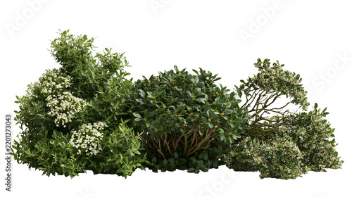 Lush green garden shrubbery with small white flowers and dense foliage