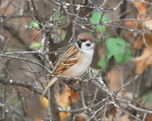 Eurasian Tree Sparrow (Passer montanus) perched on a branch at the edge of a forest in November