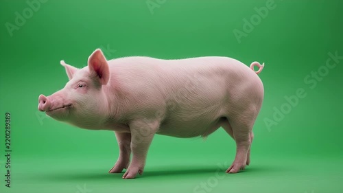 A Young Pig Stands on a Green Background Studio Portrait.