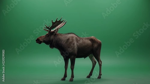 Majestic Moose Standing Still on a Green Screen Background.