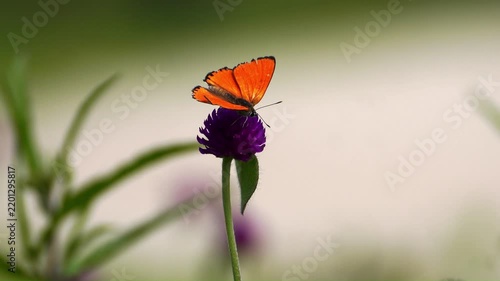 Beautiful Insects in Korea's Nature
한국 자연 속의 아름다운 곤충들
