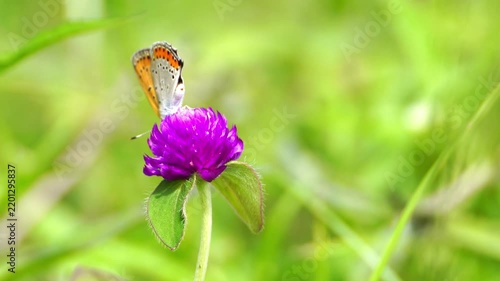 Beautiful Insects in Korea's Nature
한국 자연 속의 아름다운 곤충들
