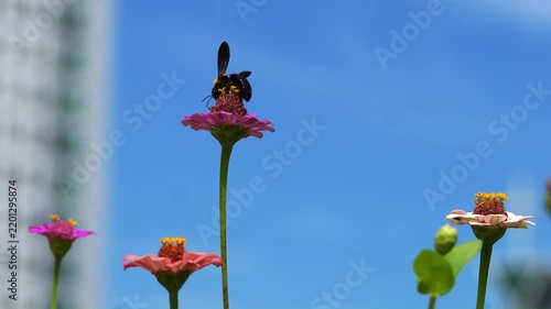 Beautiful Insects in Korea's Nature
한국 자연 속의 아름다운 곤충들
