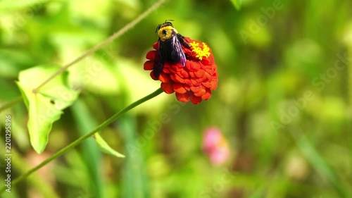 Beautiful Insects in Korea's Nature
한국 자연 속의 아름다운 곤충들
