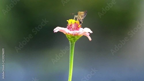 Beautiful Insects in Korea's Nature
한국 자연 속의 아름다운 곤충들

