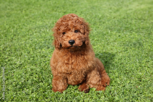 Small apricot poodle puppy sitting on green lawn