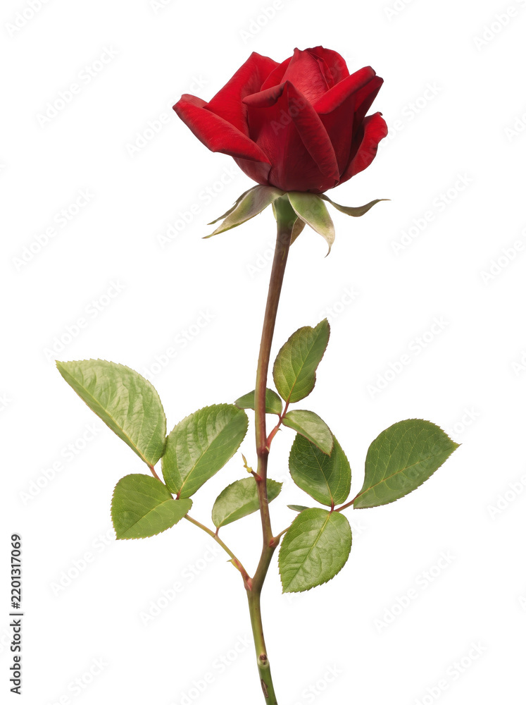 Fototapeta premium Single vibrant red rose with green leaves and stem