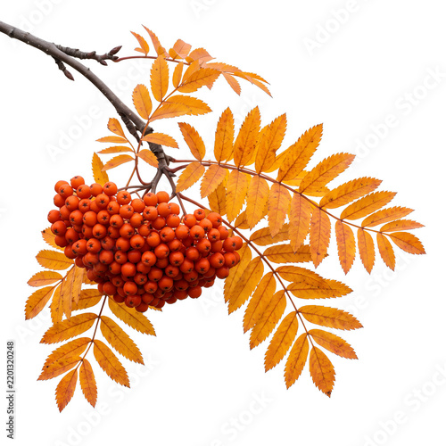 Rowan Orange Red Autumn Berry Cluster