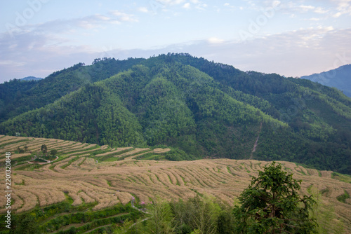 Sustainable agriculture and rural landscape, rice terraces in mountain valley at harvest time