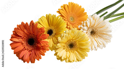 Vibrant orange yellow and cream gerbera daisy flowers with green stems