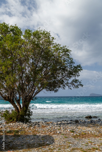 Tree on Beach in Crete, Greece with Turquoise Sea
