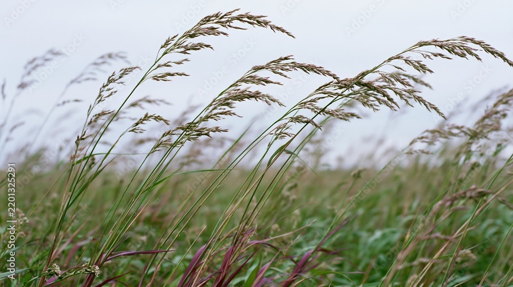 Obraz premium Tall wild grass with seed heads swaying in a meadow field