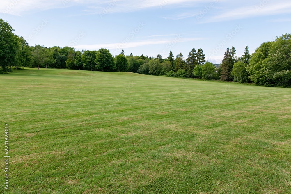 Obraz premium The Open Field Beyond the Trees Under a Clear Blue Sky