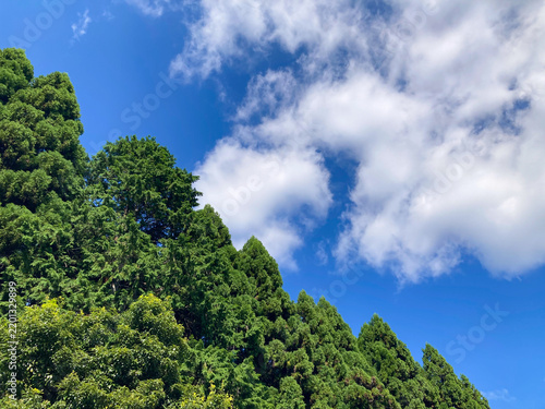 Plakat 青空へ広がる森の木々