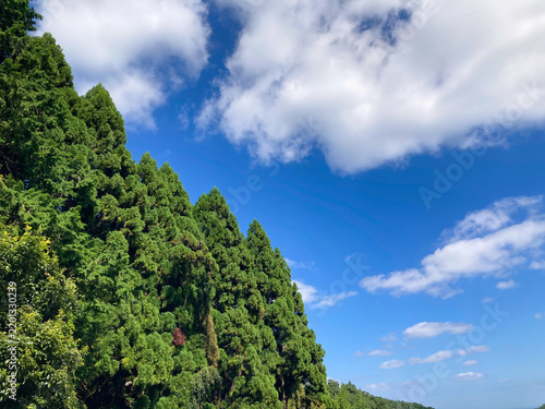 Plakat 木々の間から望む爽やかな青空