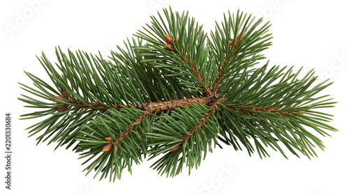 Fresh green pine tree branch with needles and small buds