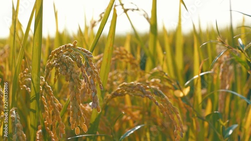 Golden Rice Ears Glowing in Sunlight During Harvest Season in Japan