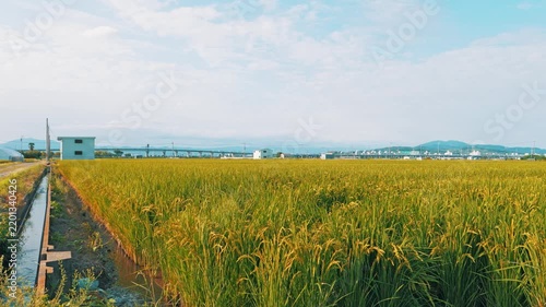 Golden Rice Ears Under a Blue Sky During Harvest Season in Japan