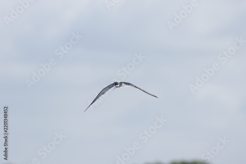 Sterna hirundo, Common tern in flight against the light, common tern with outstretched wings, grey sky, clouds in the sky