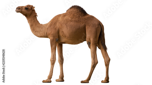 Foto Full body side view of a brown dromedary camel standing