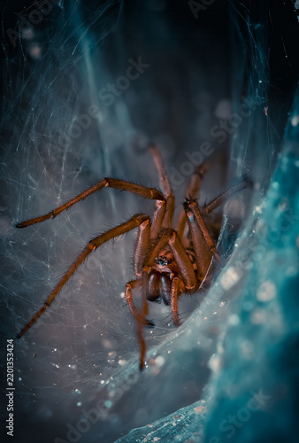 Obraz na plátně Spider Waiting Inside Intricate Web Funnel Macro