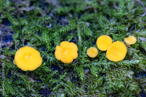 Yellow fairy cups on moss covered tree trunk