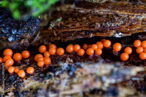 Closeup of Salmon-eggs slime mold growth 