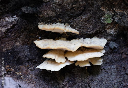 Climacocystis borealis fungus on spruce root