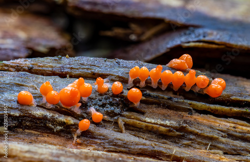 Salmon-eggs slime old young sporangia on a dead tree trunk 