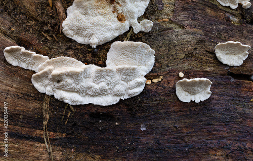 Serried Porecrust fungus growing on a dead tree trunk 