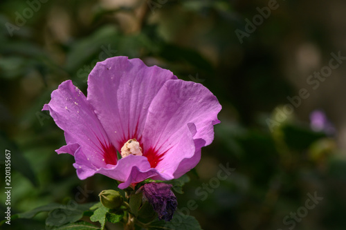 Pink hibiscus flower blooming face forward