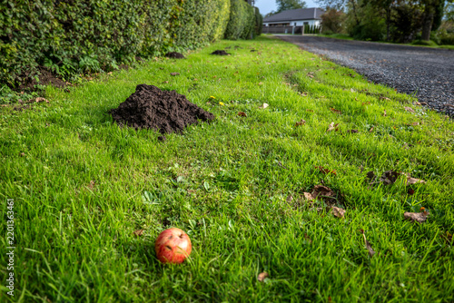 Row of Fresh Molehills Across a Sunny Roadside Lawn