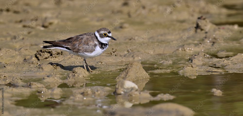 Fototapeta premium Flussregenpfeifer // Little ringed plover (Charadrius dubius) - Castildetierra, Navarra, Spanien
