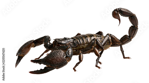 Фотография Large dark brown emperor scorpion with raised stinger and textured pincers