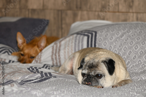 Obraz na plátně Close-up of a sweet elderly pug dog with wrinkled face resting calmly on a patterned duvet cover in a home bedroom