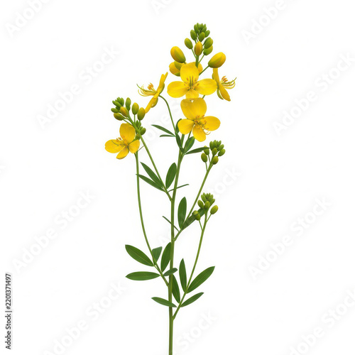 Beautiful blooming yellow rue flowers with green leaves on stem