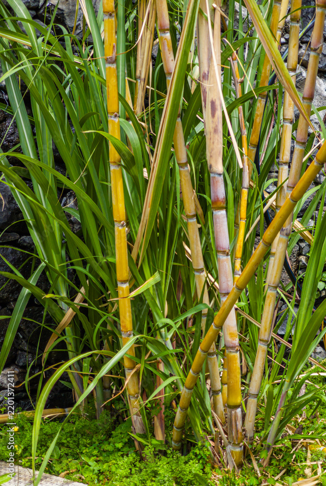 Obraz premium High-angle close-up view of fresh green and yellow sugar cane stalks growing tightly in a field plantation.