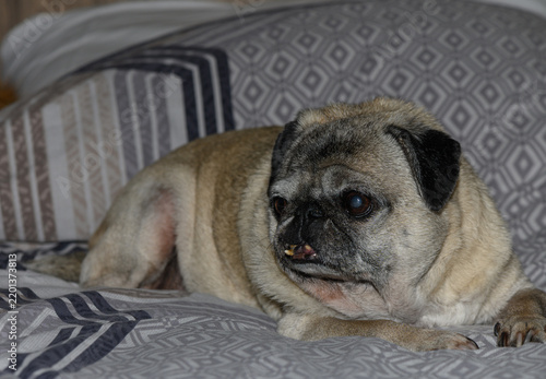 Obraz na plátně Detailed portrait of an elderly pug dog lying comfortably on patterned bed linens in a cozy home environment