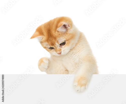 Playful young golden chinchilla cat looking down above blank white banner. Isolated  on white banner