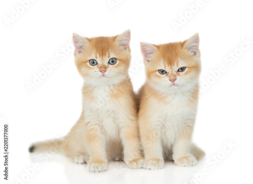 Two golden chinchilla kittens sitting in front view together and looking at camera. Isolated on white background