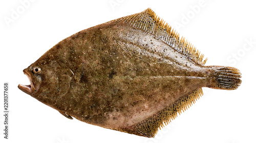 Foto Fresh raw whole flounder fish with brown speckled skin and open mouth