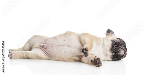 Tired tiny French Bulldog puppy sleeps. Isolated on white background