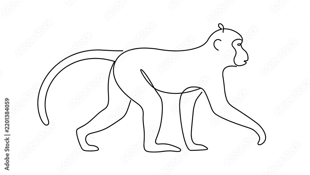 Fototapeta premium Monkey walking on white background.