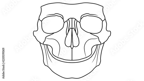 Monkey skull white background.