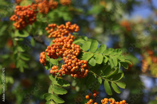 Ripe orange rowan berries cluster hanging on branch with green leaves close up, bright autumn nature background, rowanberry bush in sunny forest
