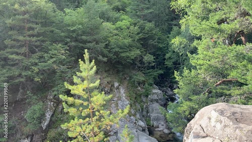 Deep Forest Gorge Surrounded By Dense Evergreen Trees
