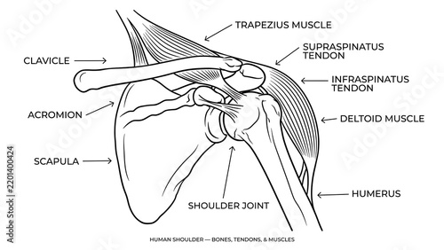 Obraz na płótnie Human shoulder anatomy white background.