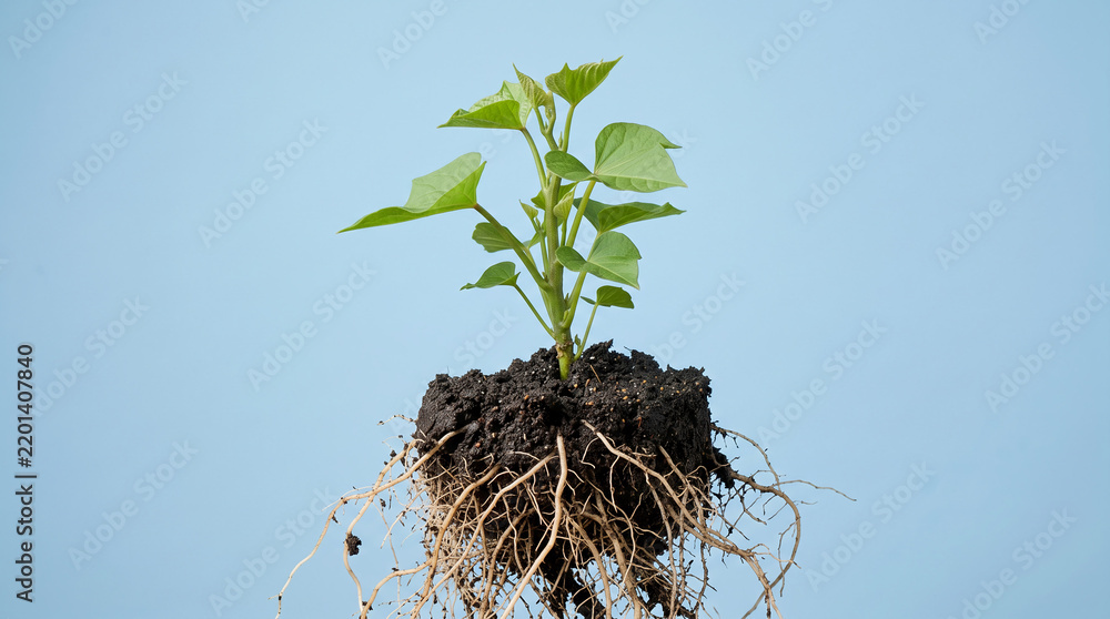 Obraz premium Young plant seedling with intact root ball showing soil and roots